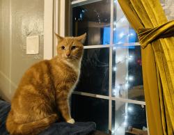 Lost Male Cat last seen 26th and Alder, Eugene, OR 97405