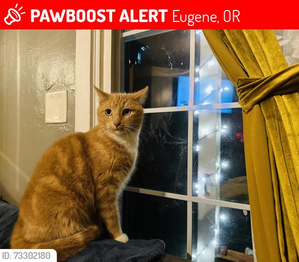 Lost Male Cat last seen 26th and Alder, Eugene, OR 97405