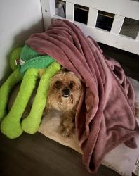 Lost Male Dog last seen Avalon 134st, Los Angeles, CA 90061