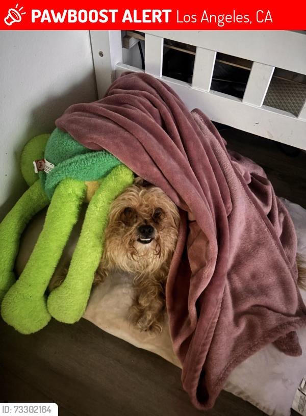 Lost Male Dog last seen Avalon 134st, Los Angeles, CA 90061