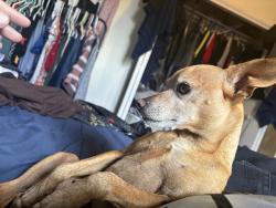Reunited Male Dog last seen Woodstock way, Sacramento, CA 95825