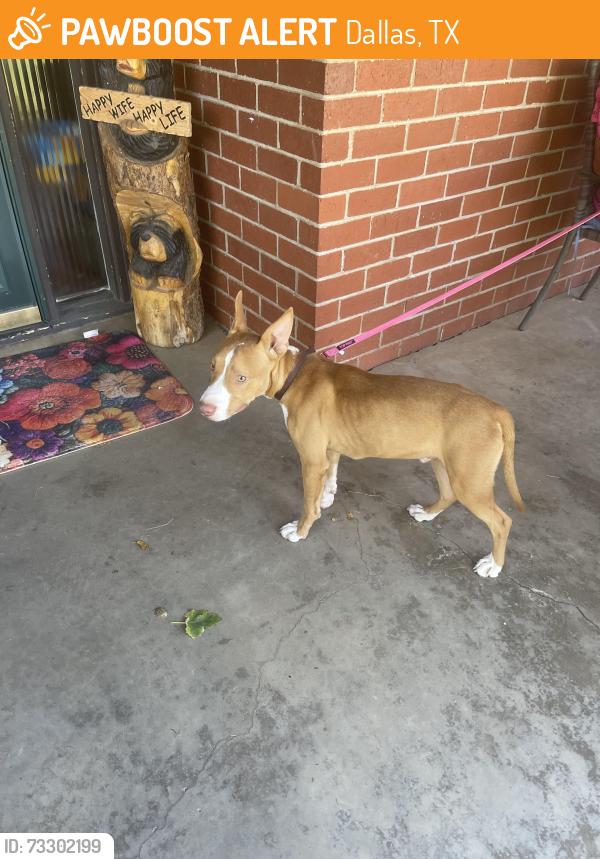 Found/Stray Male Dog last seen MLK and interstate 27 Lubbock Texas, Dallas, TX 75215