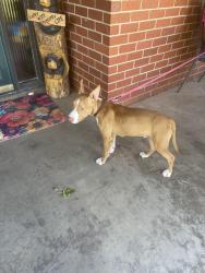 Found/Stray Male Dog last seen MLK and interstate 27 Lubbock Texas, Dallas, TX 75215