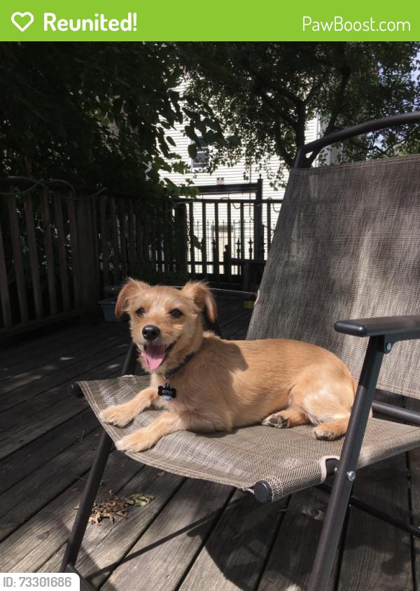 Reunited Male Dog last seen Cermak and Trumbull, Chicago, IL 60623