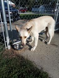 Reunited Male Dog last seen Christian Park near Sherman and Pleasant Run Parkway r, Indianapolis, IN 46201