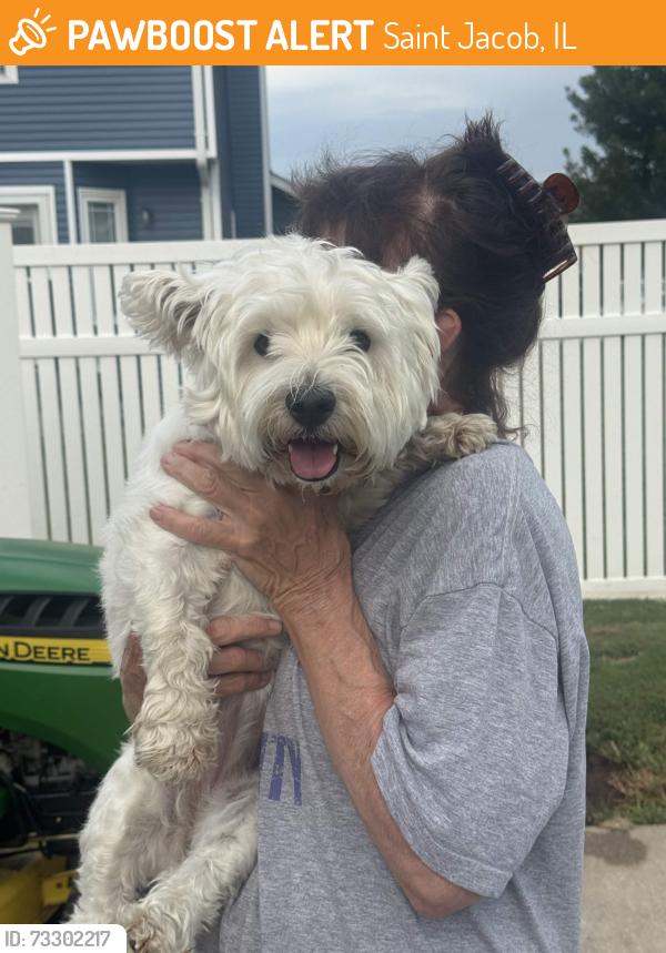 Found/Stray Female Dog last seen Triad Middle School, Saint Jacob, IL 62281