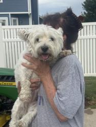 Found/Stray Female Dog last seen Triad Middle School, Saint Jacob, IL 62281