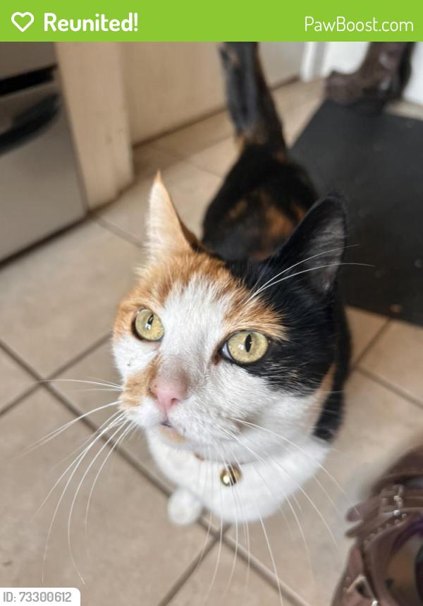 Reunited Female Cat last seen inverness and 15th, Vancouver, BC V5T 2V6