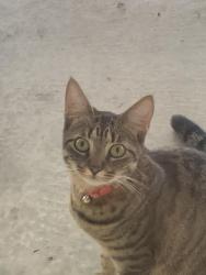 Lost Female Cat last seen North Dale Mabry, Gaither Highschool, Lakeview, Tampa, FL 33618