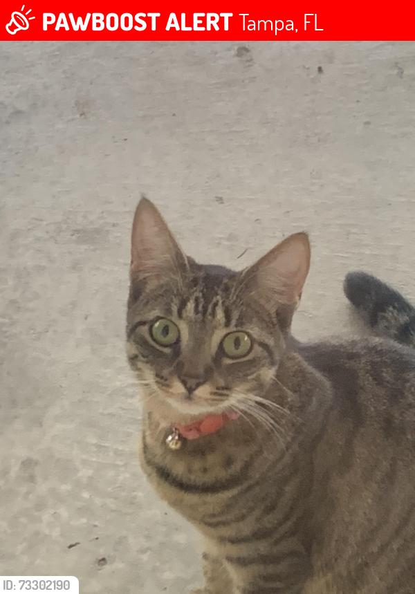 Lost Female Cat last seen North Dale Mabry, Gaither Highschool, Lakeview, Tampa, FL 33618