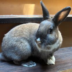 Shelter Stray Female Rabbit last seen , 361 S Raymond Ave, Pasadena, CA 91105, USA