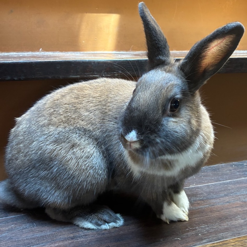 Shelter Stray Female Rabbit last seen , 361 S Raymond Ave, Pasadena, CA 91105, USA