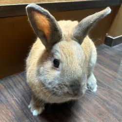 Shelter Stray Female Rabbit last seen , 361 S Raymond Ave, Pasadena, CA 91105, USA