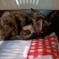 Shelter Stray Female Cat last seen , 1013 Garfield St, Oak Park, IL 60304, USA