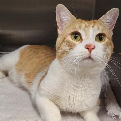Shelter Stray Male Cat last seen , 1013 Garfield St, Oak Park, IL 60304, USA