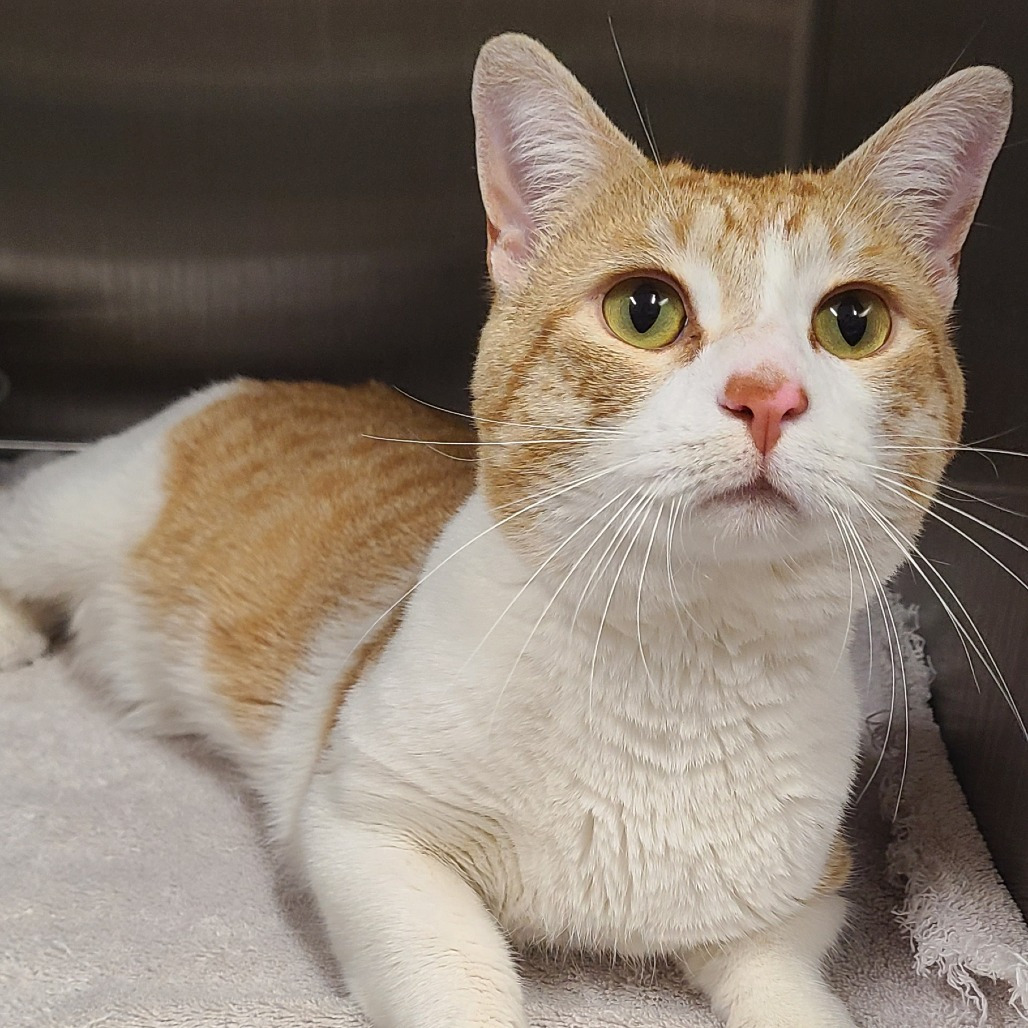 Shelter Stray Male Cat last seen , 1013 Garfield St, Oak Park, IL 60304, USA