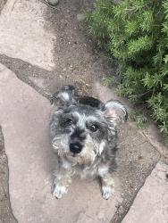 Found/Stray Unknown Dog last seen Silver and San Carlos, Albuquerque, NM 87104