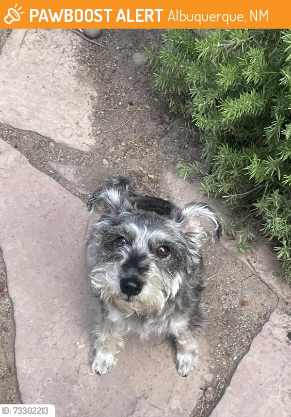 Found/Stray Unknown Dog last seen Silver and San Carlos, Albuquerque, NM 87104