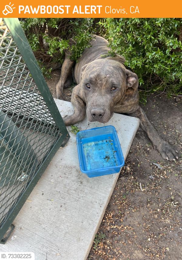 Found/Stray Male Dog last seen Herndon and Temperance, Clovis, CA 93612
