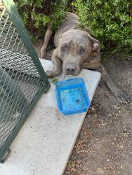Found/Stray Male Dog last seen Herndon and Temperance, Clovis, CA 93612