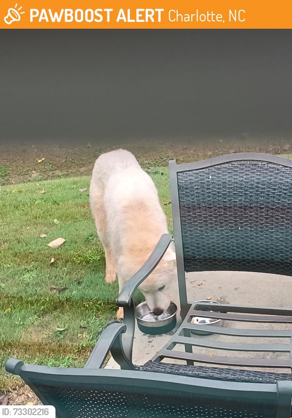 Surrendered Female Dog last seen Jones Creek rd. Robinson Church, Charlotte, NC 28215