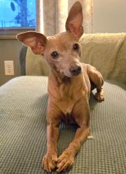 Reunited Female Dog last seen Baxter Avenue, Knoxville, TN 37917