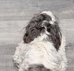 Reunited Female Dog last seen Balm Boyette road, Riverview, FL 33579