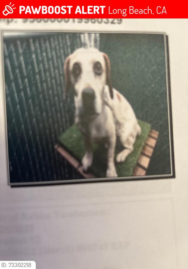 Lost Male Dog last seen Near paramount and 65th, Long Beach, CA 90831