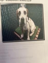 Lost Male Dog last seen Near paramount and 65th, Long Beach, CA 90831