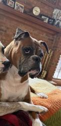 Lost Male Dog last seen Near Stonemist Trace Rosewell GAI 30076 United States, Roswell, GA 30076