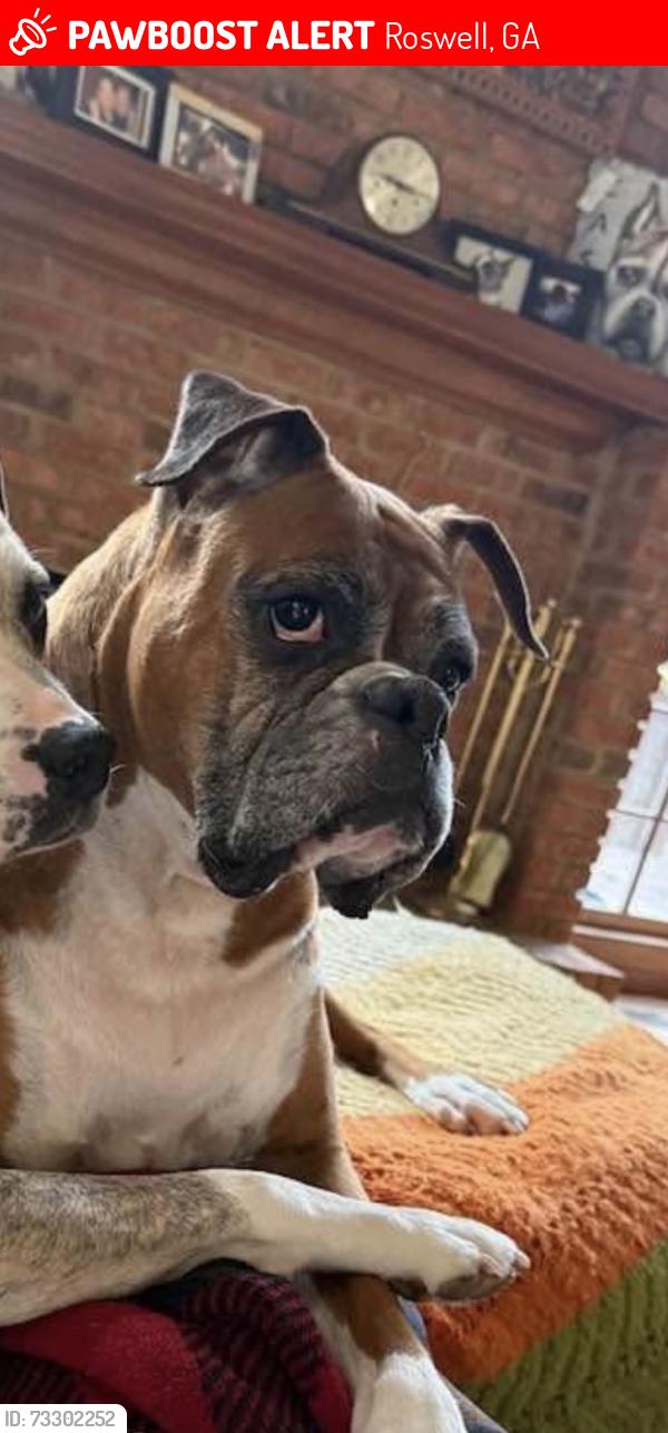 Lost Male Dog last seen Near Stonemist Trace Rosewell GAI 30076 United States, Roswell, GA 30076