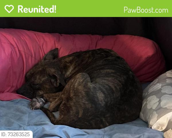 Reunited Female Dog last seen Smith Hines and Lomond Lane, Greenville, SC 29607