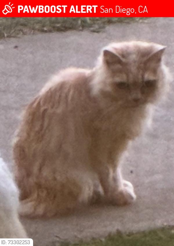 Lost Female Cat last seen Coronado Ave, San Diego, CA 92154