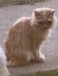 Lost Female Cat last seen Coronado Ave, San Diego, CA 92154