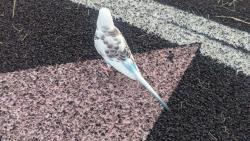 Found/Stray Unknown Bird last seen Martin Middle School track, Raleigh, NC 27607