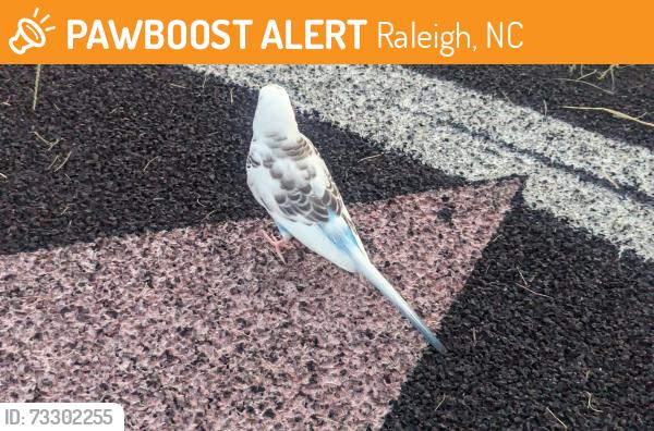 Found/Stray Unknown Bird last seen Martin Middle School track, Raleigh, NC 27607