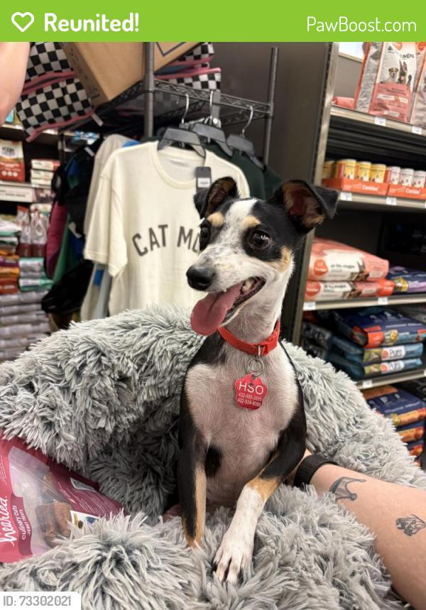 Reunited Female Dog last seen Thomason Dr, Midland, TX 79703