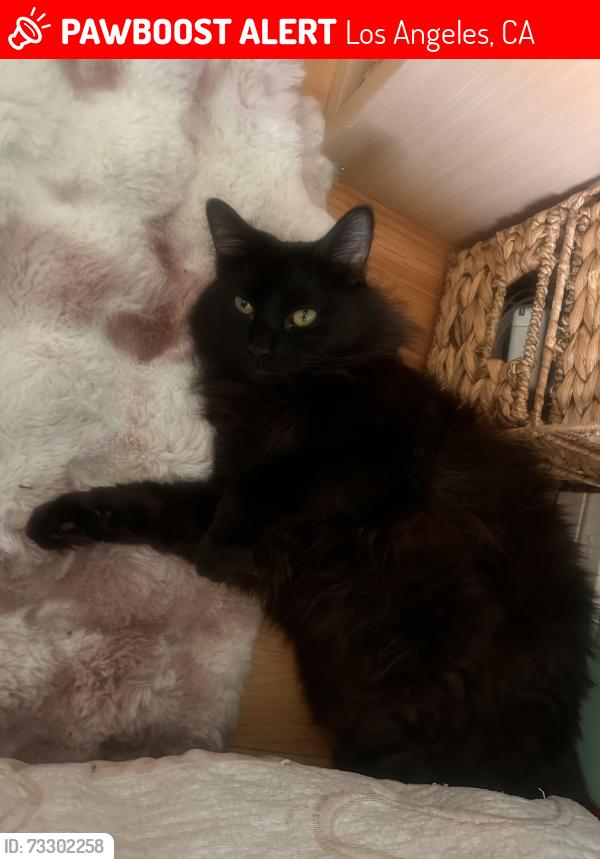 Lost Male Cat last seen Romar St, 17330 Romar St, Northridge, Los Angeles, CA 91325