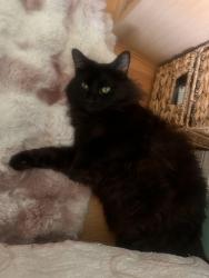 Lost Male Cat last seen Romar St, 17330 Romar St, Northridge, Los Angeles, CA 91325