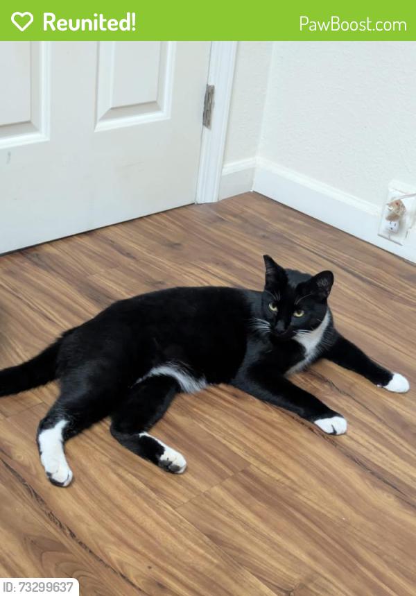 Reunited Male Cat last seen Foothill Drive, Vista, CA 92084
