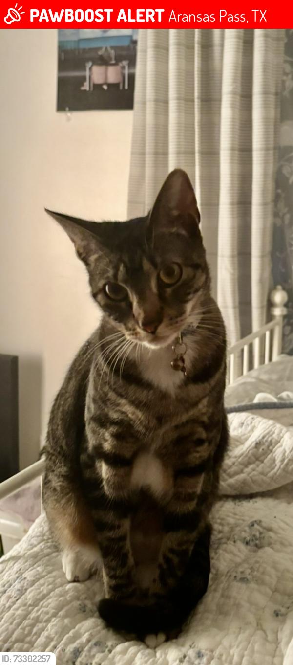 Lost Female Cat last seen West Wheeler Avenue, Aransas Pass, TX 78336