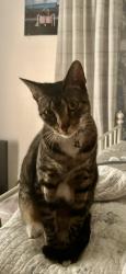 Lost Female Cat last seen West Wheeler Avenue, Aransas Pass, TX 78336
