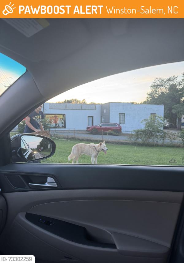Found/Stray Unknown Dog last seen By Hardee’s on E Clemmonsville Rd, Winston-Salem, NC 27107