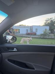 Found/Stray Unknown Dog last seen By Hardee’s on E Clemmonsville Rd, Winston-Salem, NC 27107