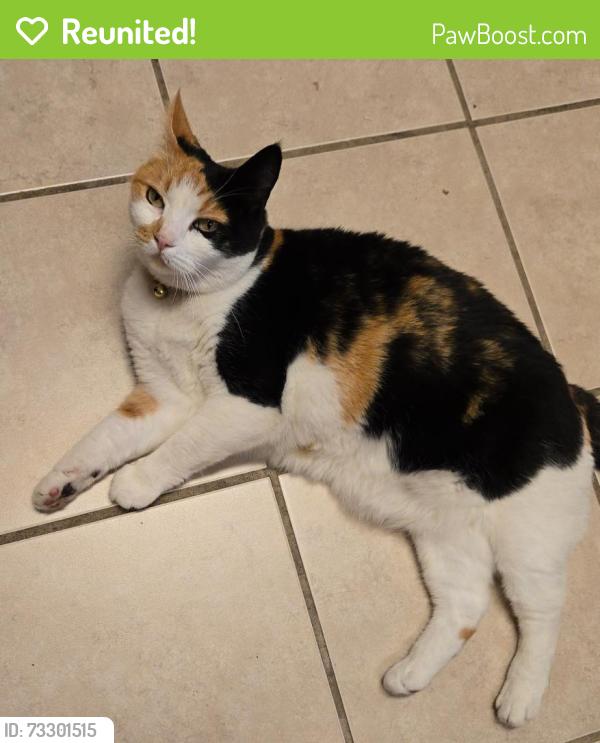 Reunited Female Cat last seen 15th Ave at Inverness, Vancouver, BC V5T 2S8