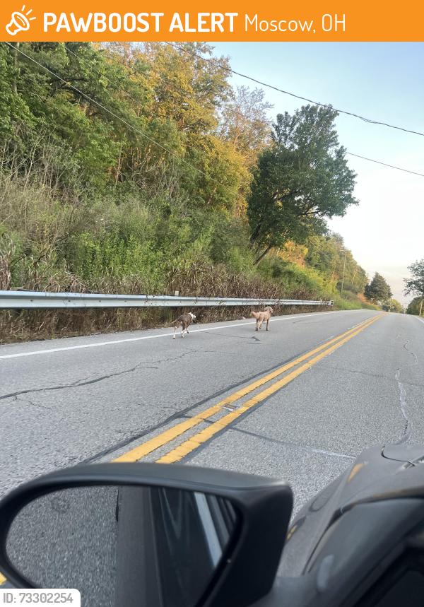 Found/Stray Unknown Dog last seen Tate Monroe water, Moscow, OH 45153
