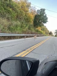 Found/Stray Unknown Dog last seen Tate Monroe water, Moscow, OH 45153