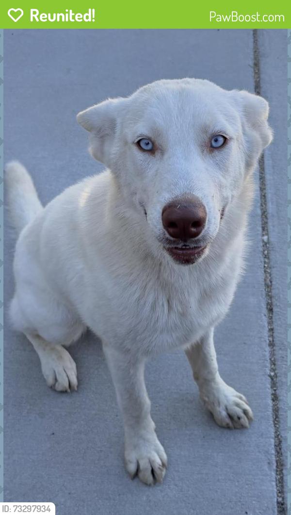 Reunited Female Dog last seen Halfway house Cafe, Santa Clarita, CA 91390