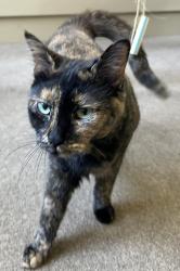 Reunited Female Cat last seen Charles Hardy Pkwy, Hiram, GA, Hiram, GA 30141