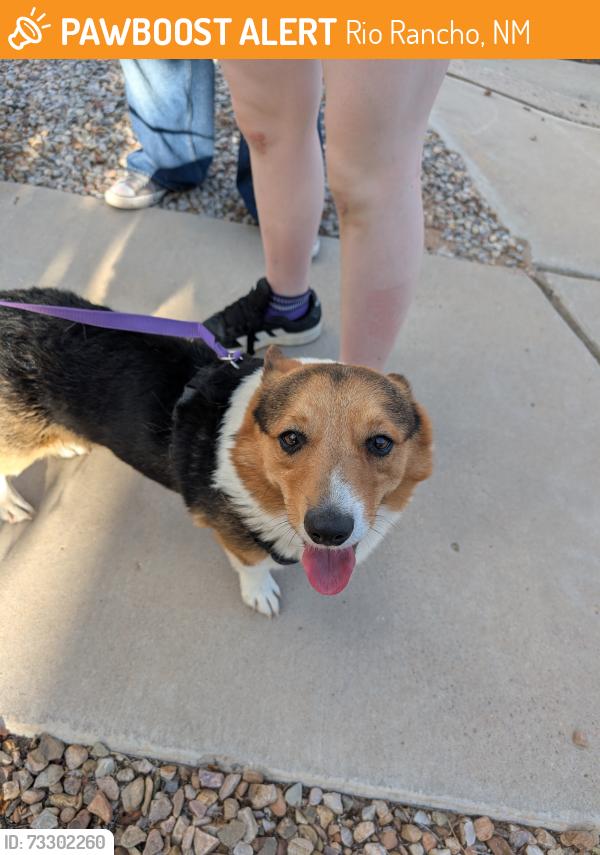 Found/Stray Male Dog last seen Astante villas, Rio Rancho, NM 87124